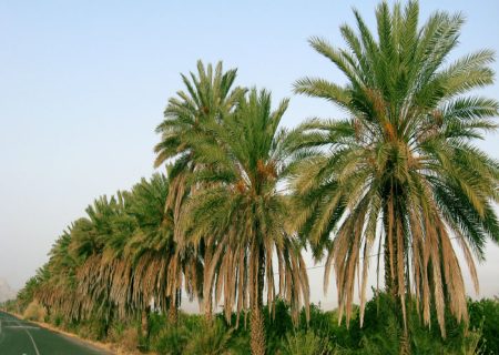 آغاز رسمی سرشماری عمومی کشاورزی شهرستان رودان