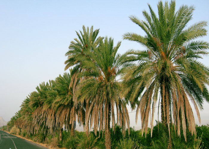 آغاز رسمی سرشماری عمومی کشاورزی شهرستان رودان