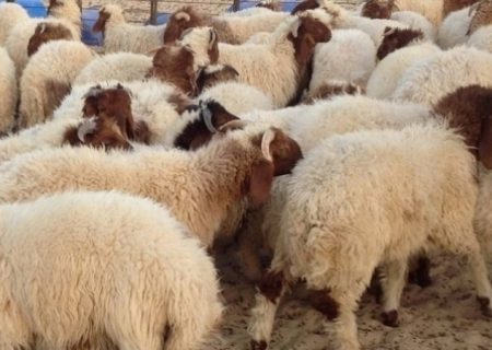 کشف 46 رأس دام زنده قاچاق در رودان