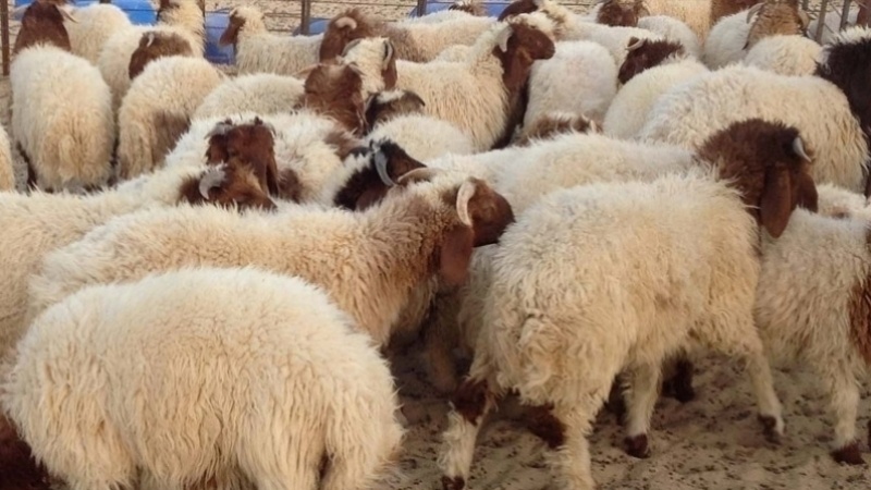 کشف 46 رأس دام زنده قاچاق در رودان