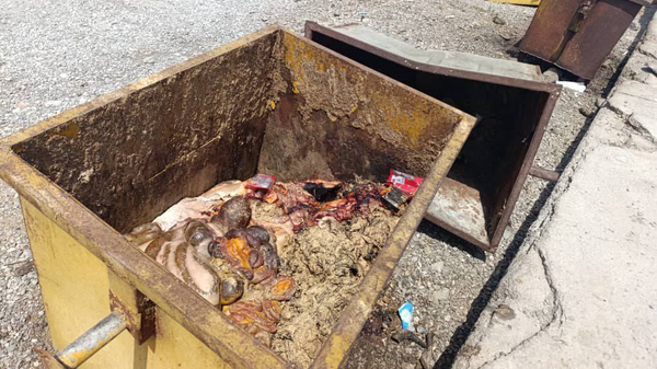 صدور اخطاریه دوم زیست محیطی به کشتارگاه دام شهرداری رودان