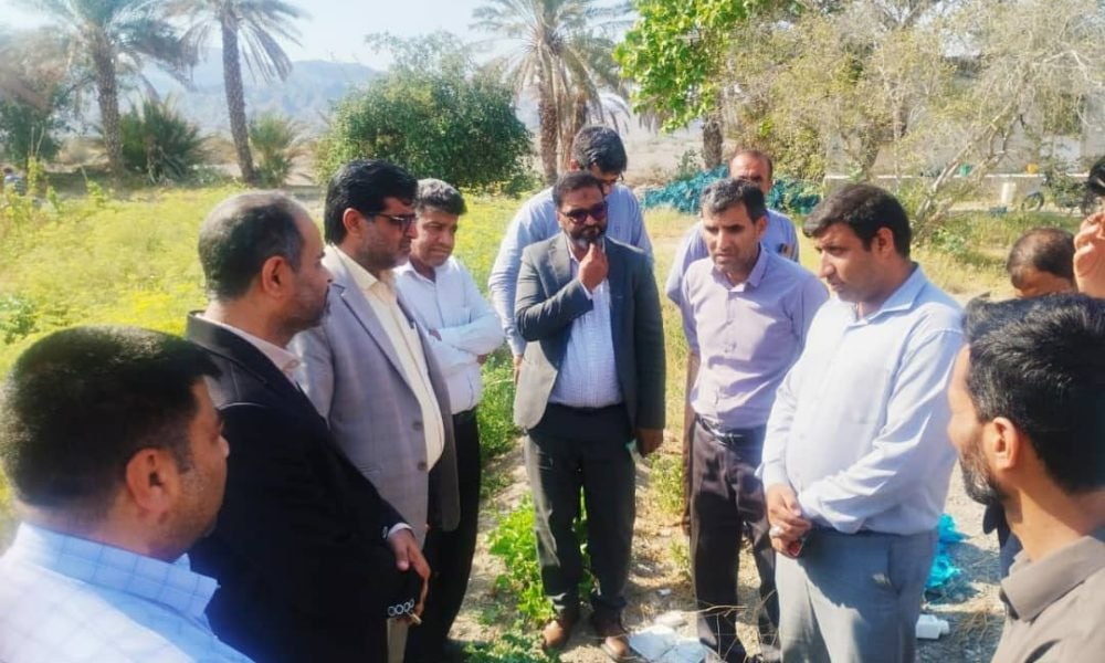 ضرورت توسعه کشت رازیانه در جغین رودان