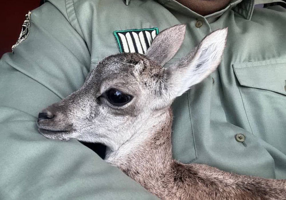 عامل زنده‌گیری بره میش وحشی در رودان دستگیر شد