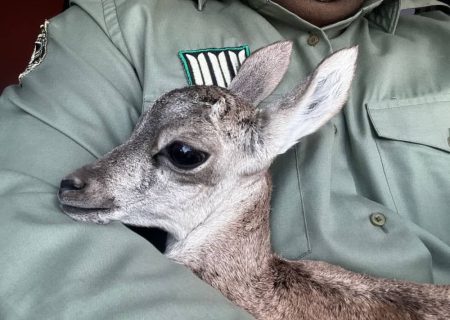 عامل زنده‌گیری بره میش وحشی در رودان دستگیر شد