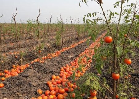 کمبود صنایع تبدیلی ،حلقه گمشده کشاورزی هرمزگان
