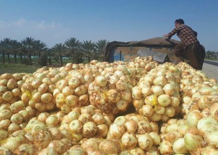 تعاون روستایی هرمزگان ۶۰۰ تن پیاز کشاورزان را خریداری کرد
