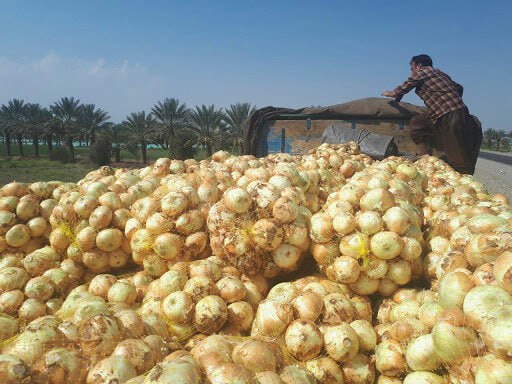 تعاون روستایی هرمزگان ۶۰۰ تن پیاز کشاورزان را خریداری کرد
