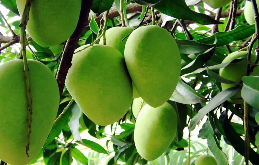 برداشت انبه نارس از باغهای هرمزگان