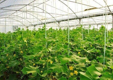 هرمزگان ۴۷۰ هکتار گلخانه جدید در دست ساخت دارد