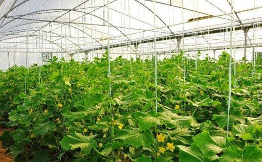 هرمزگان ۴۷۰ هکتار گلخانه جدید در دست ساخت دارد