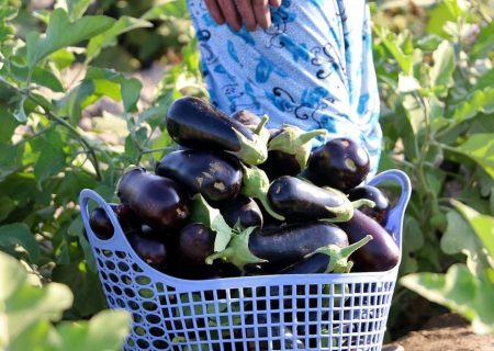 مزارع بادمجان در رودان