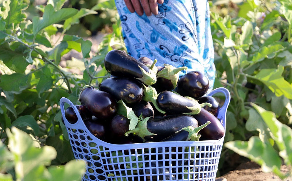 مزارع بادمجان در رودان