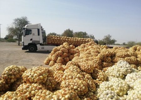 خرید تضمینی بیش ان ۹ هزار تُن پیاز در هرمزگان