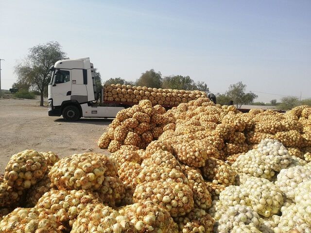 خرید تضمینی بیش ان ۹ هزار تُن پیاز در هرمزگان