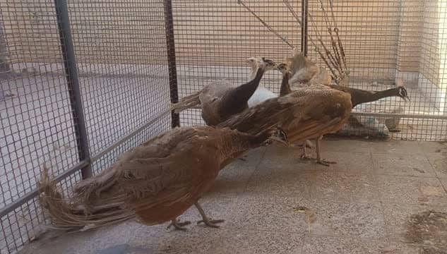 کشف پنج قطعه طاووس در رودان