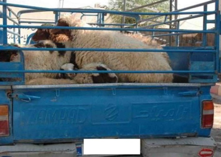 خودروهای حامل احشام قاچاق در رودان توقیف شد