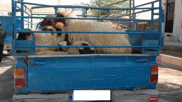 خودروهای حامل احشام قاچاق در رودان توقیف شد