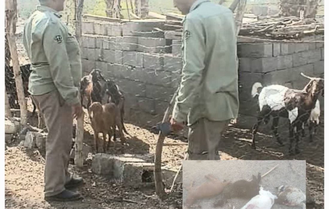 حمله گرگ به دام در رودخانه/ دامداران محل نگهداری دامهای خود را استانداردسازی کنند