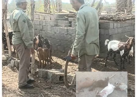 حمله گرگ به دام در رودخانه/ دامداران محل نگهداری دام‌های خود را استانداردسازی کنند