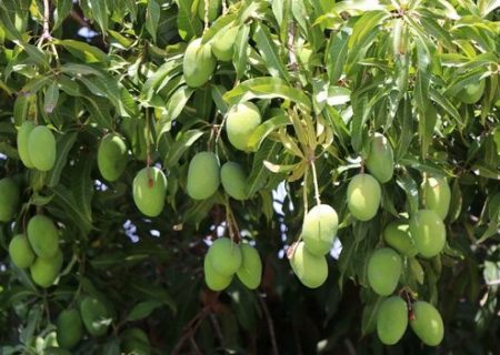 باغات انبه رودان