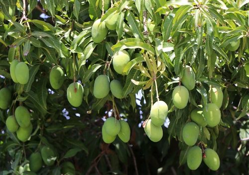 باغات انبه رودان