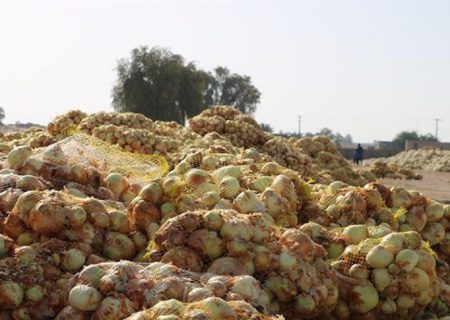 تعاون روستایی هرمزگان بخشی از طلب پیازکاران را پرداخت کرد