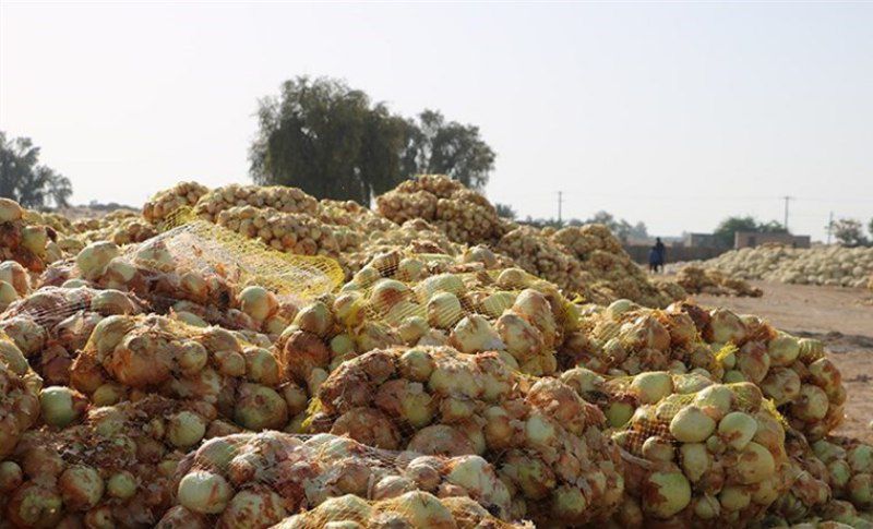 تعاون روستایی هرمزگان بخشی از طلب پیازکاران را پرداخت کرد