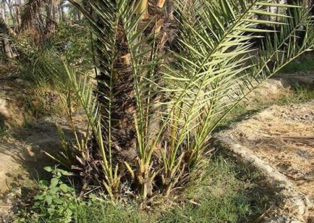 کشت پاجوش نخل کریته در بخش رودخانه رودان