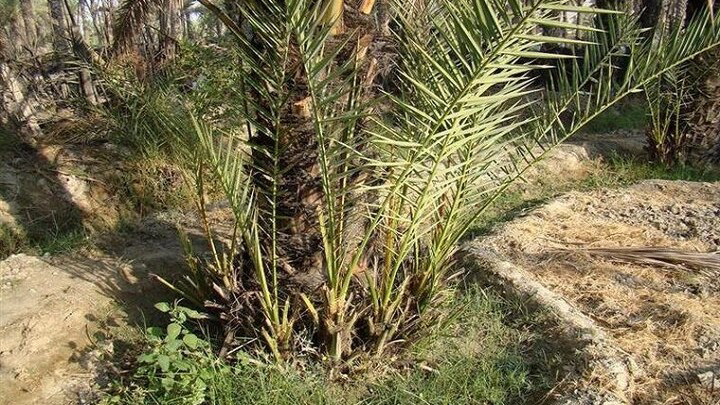 کشت پاجوش نخل کریته در بخش رودخانه رودان