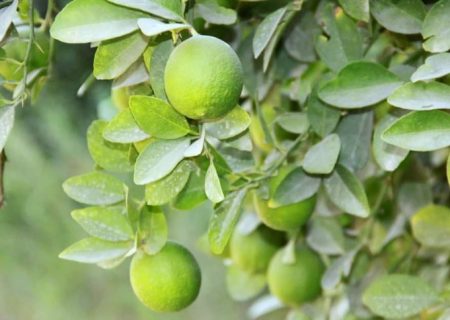 برداشت ۳۰۰هزار تن لیموترش از باغ‌های هرمزگان آغاز شد