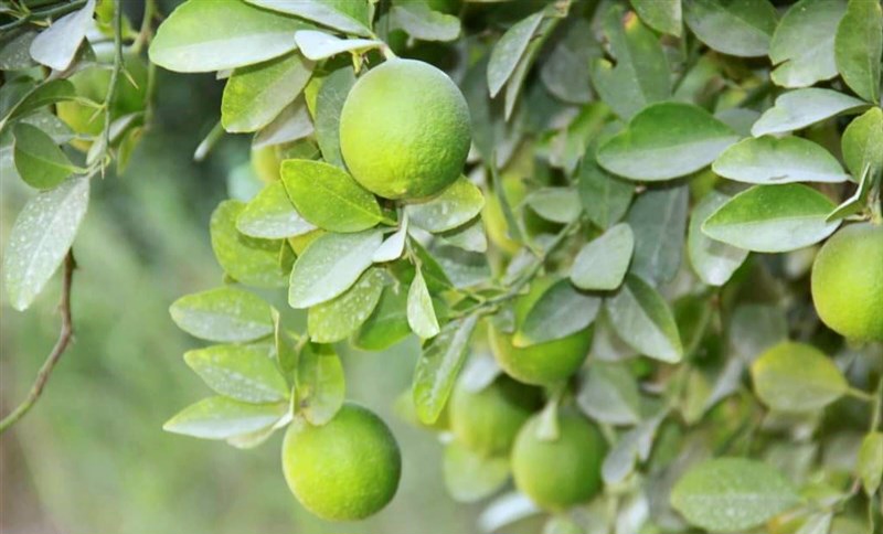 برداشت ۳۰۰هزار تن لیموترش از باغ‌های هرمزگان آغاز شد