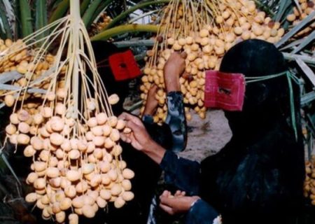 بازار لیمو و رطب در هرمزگان گرم است