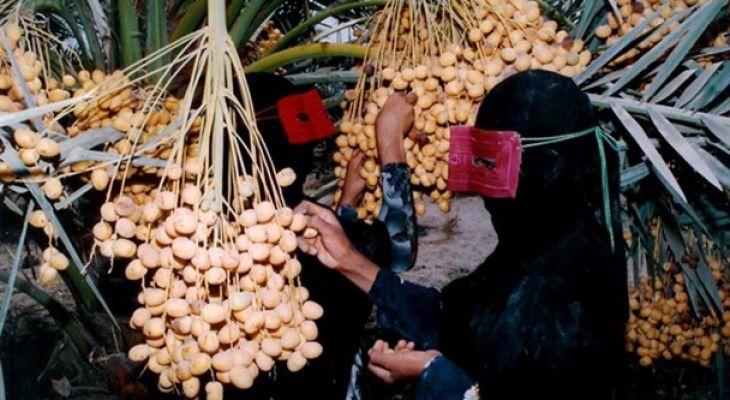 بازار لیمو و رطب در هرمزگان گرم است