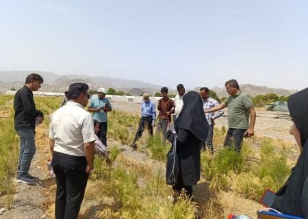 برگزاری روز مزرعه گیاهان دارویی با محوریت«مارچوبه و اپونتیا» در رودان