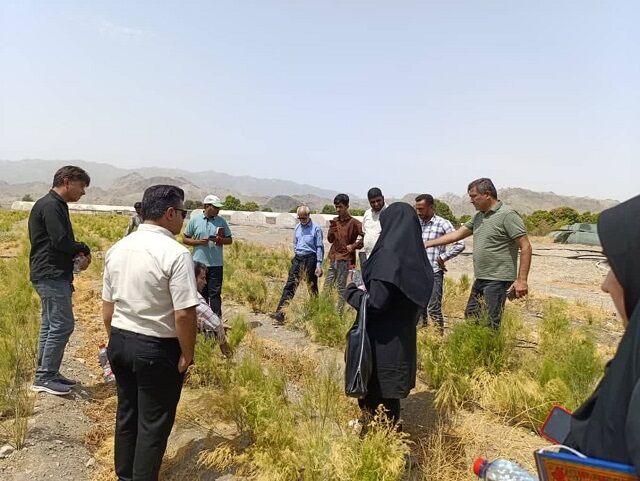 برگزاری روز مزرعه گیاهان دارویی با محوریت«مارچوبه و اپونتیا» در رودان