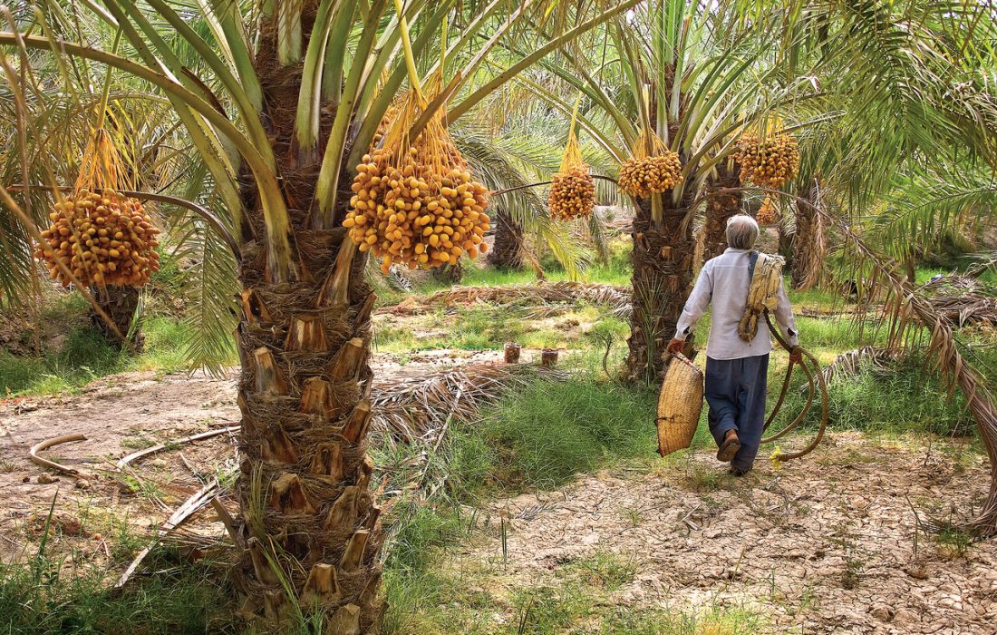 پیش‌بینی برداشت ‌۱۹۶ هزار تن خرما از نخلستان‌های هرمزگان