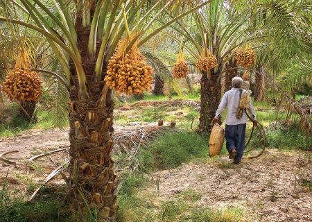 پیش‌بینی برداشت ‌۱۹۶ هزار تن خرما از نخلستان‌های هرمزگان