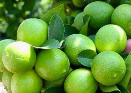 پیش‌بینی برداشت ۸۰ هزار تن لیموترش در رودان