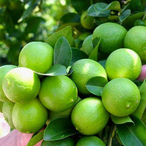 پیشبینی برداشت ۸۰ هزار تن لیموترش در رودان