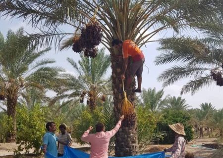 برداشت خرما از نخلستان‌های رودان آغاز شد