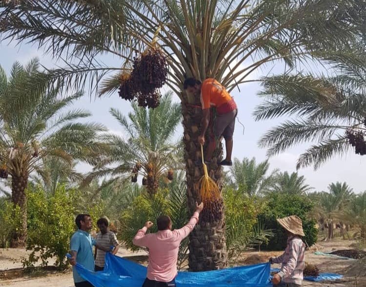 برداشت خرما از نخلستانهای رودان آغاز شد