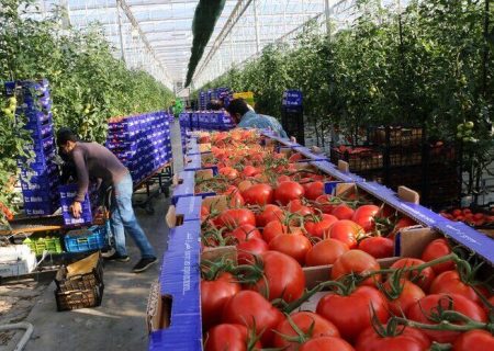 رشد چشمگیر تولیدات گلخانه‌ای هرمزگان