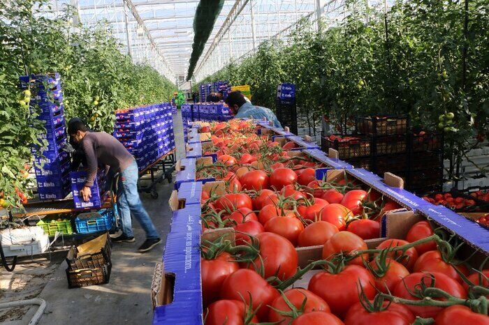 رشد چشمگیر تولیدات گلخانه‌ای هرمزگان