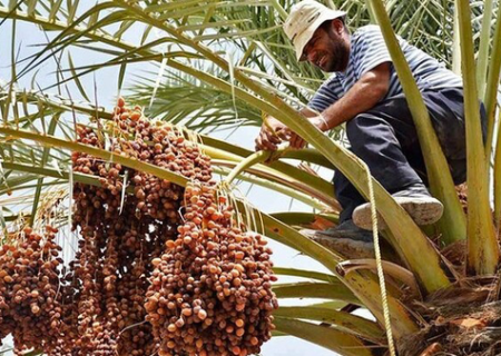 برداشت خرمای کریته در رودان