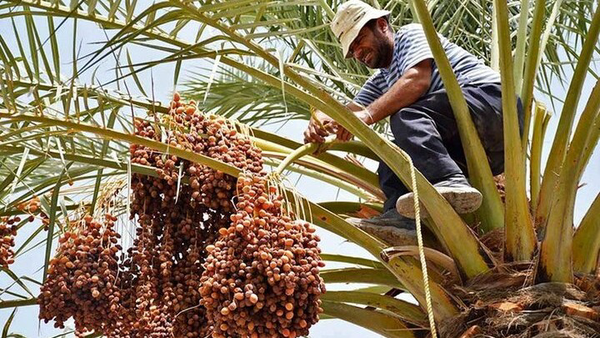 برداشت خرمای کریته در رودان