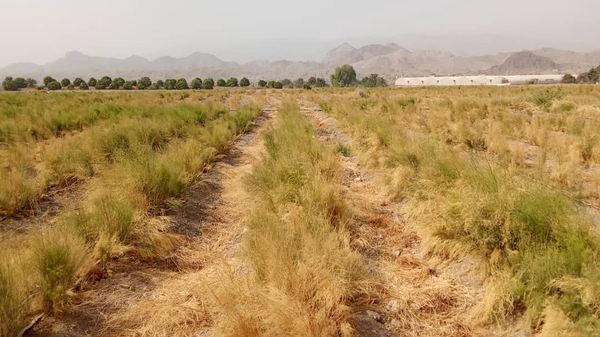 رودان میزبان بزرگترین مزرعه متراکم مارچوبه جنوب کشور شد