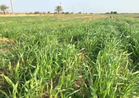 کشت کنجد و ارزن در اراضی کشاورزی رودان آغاز شد