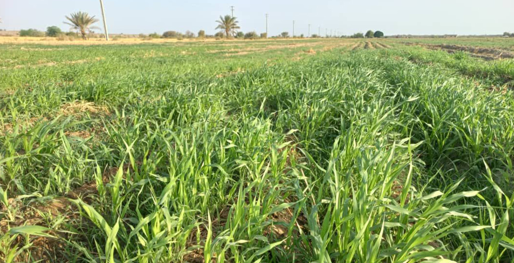 کشت کنجد و ارزن در اراضی کشاورزی رودان آغاز شد