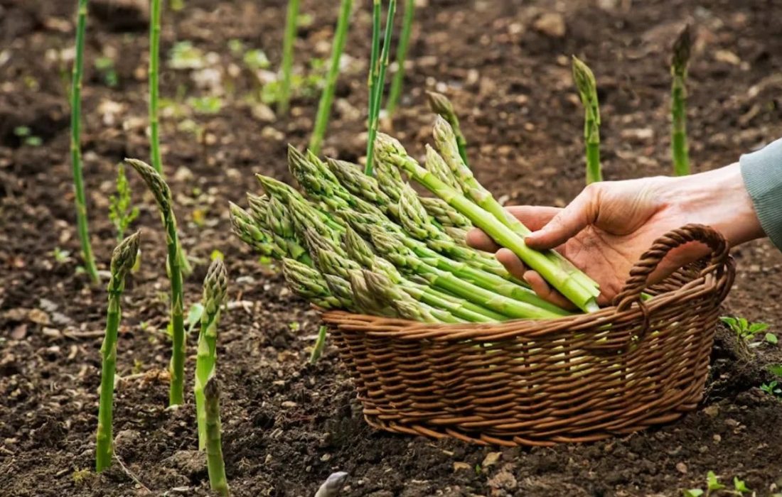 برداشت مارچوبه در رودان آغاز شد
