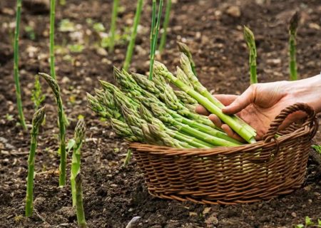 برداشت مارچوبه در رودان آغاز شد